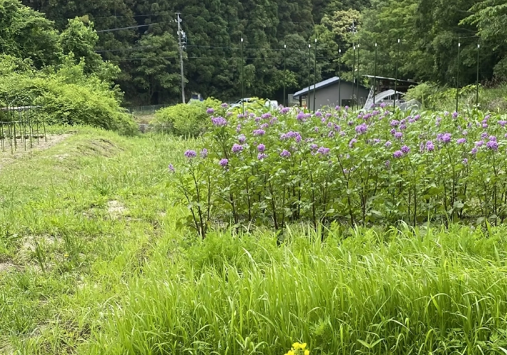 愛知県尾張旭市の店舗敷地内の畑の写真